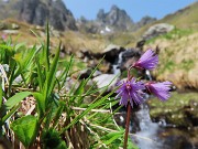 56 Soldanella alpina (Soldanella alpina ) con vista in Valletto